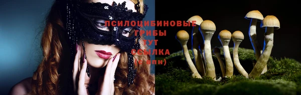 стаф Аркадак